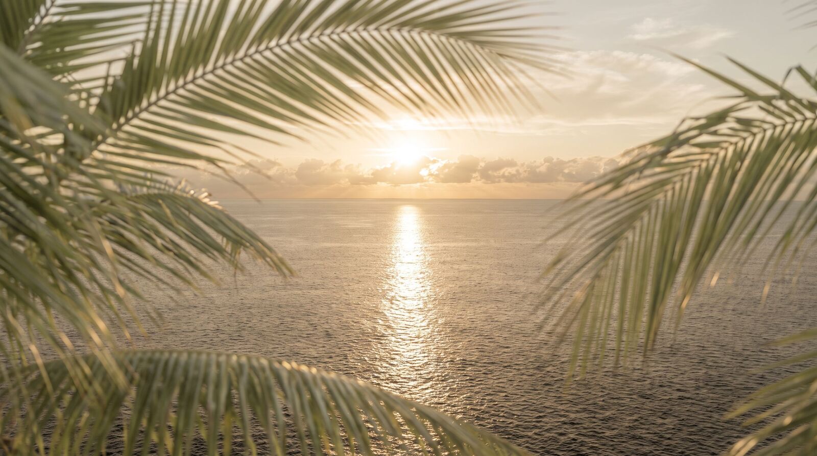 Sunrise over calm water through palm fronds